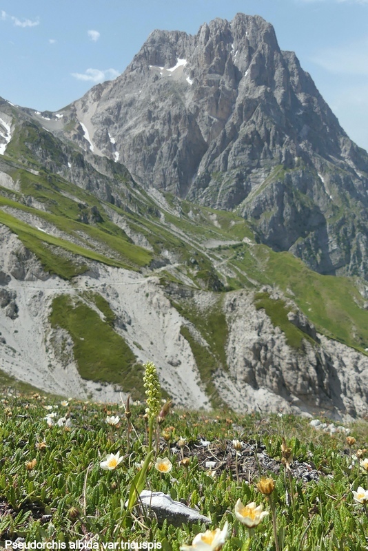 Pseudorchis albida e la variante tricuspis nel Parco nazionale del Gran Sasso e Laga